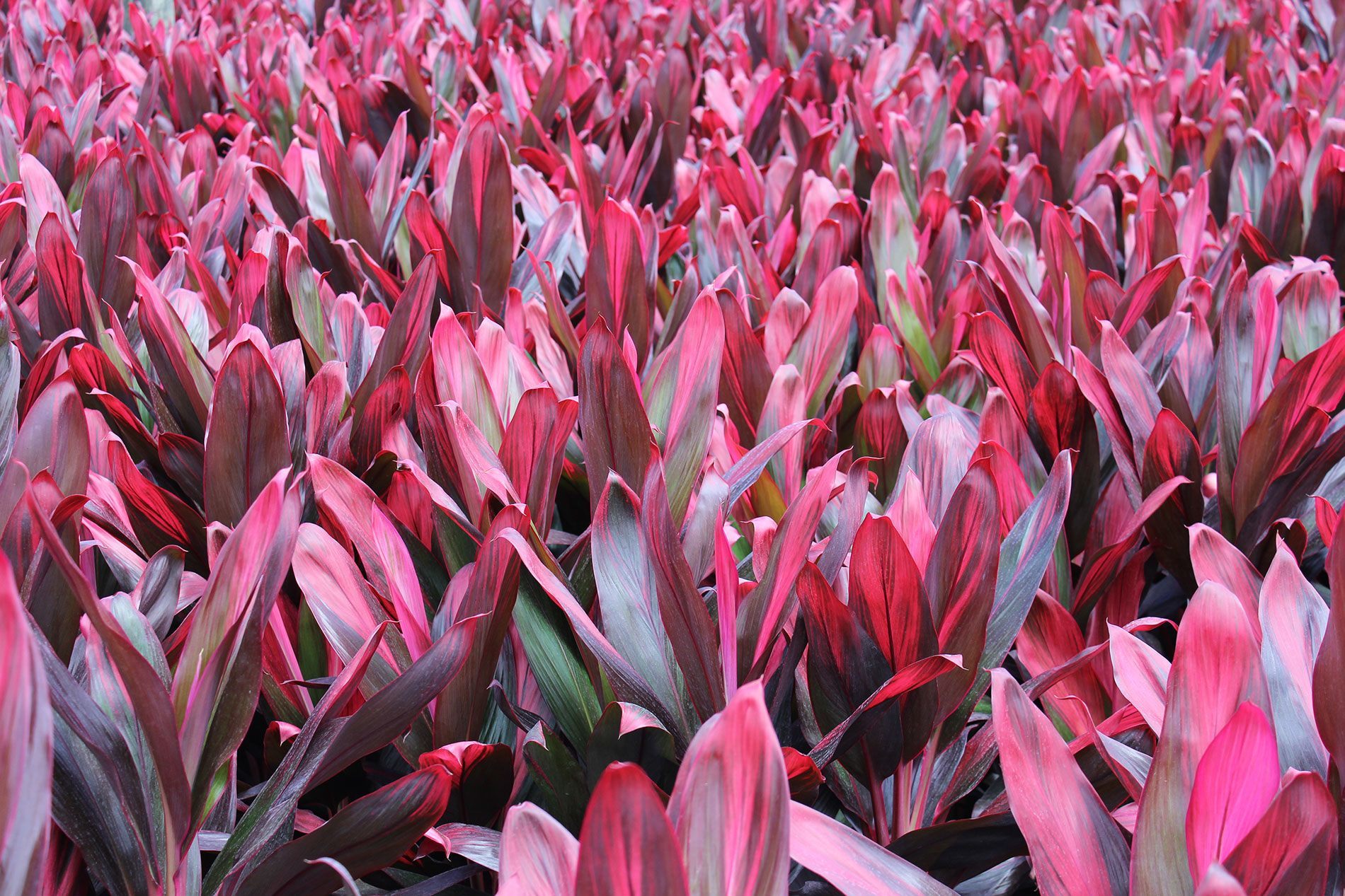 Cordyline Florica