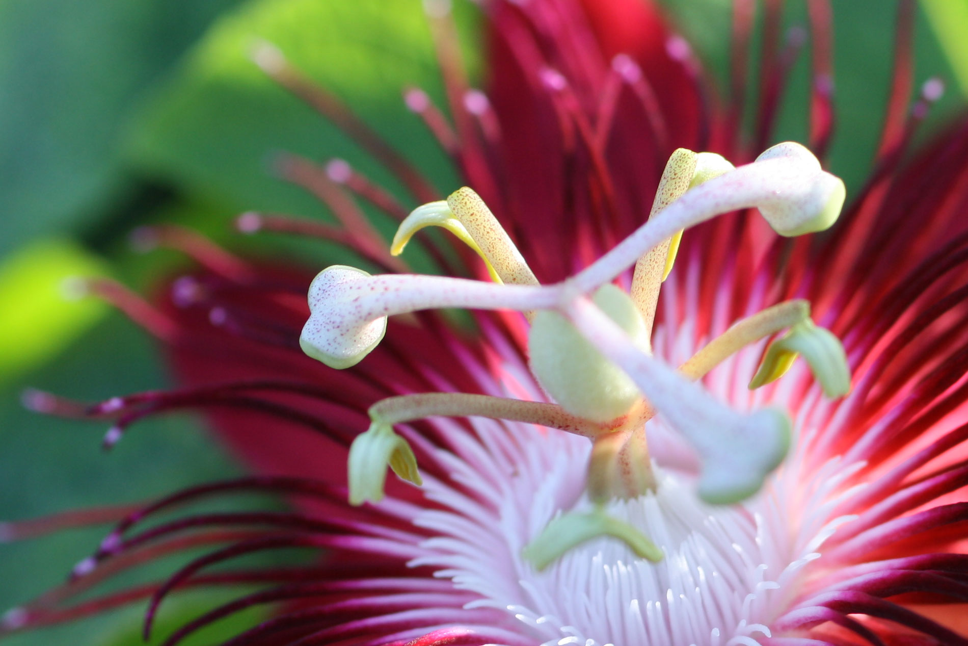 Cordyline Florica